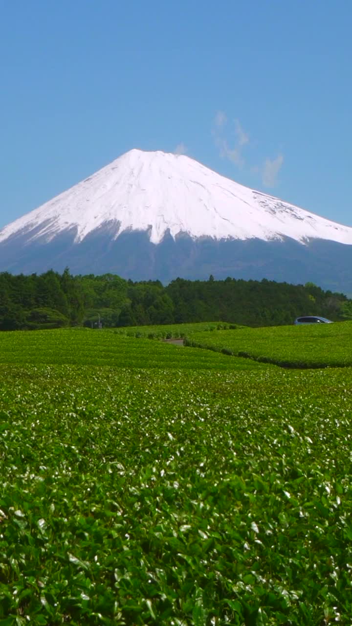 绿茶种植园和富士山/小渊Sasaba，静冈县视频素材