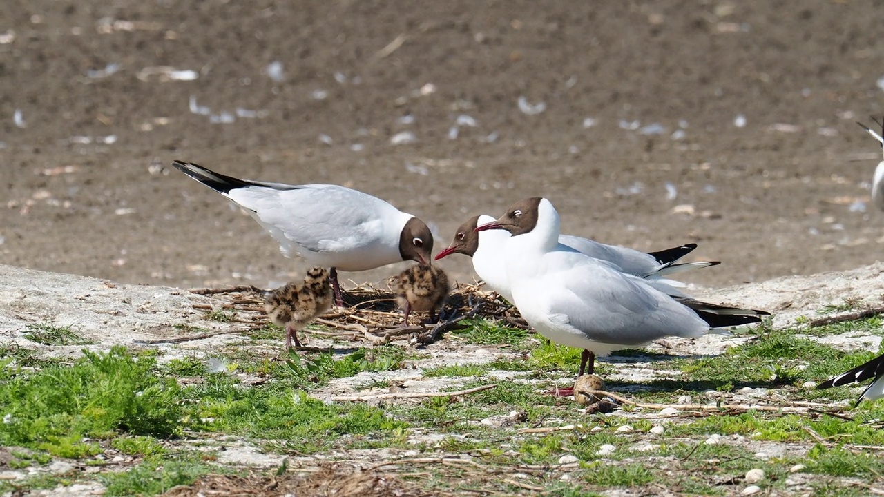 英国兰开夏郡西尔弗代尔附近的雷顿莫斯RSPB保护区，黑头鸥和雏鸟。视频素材