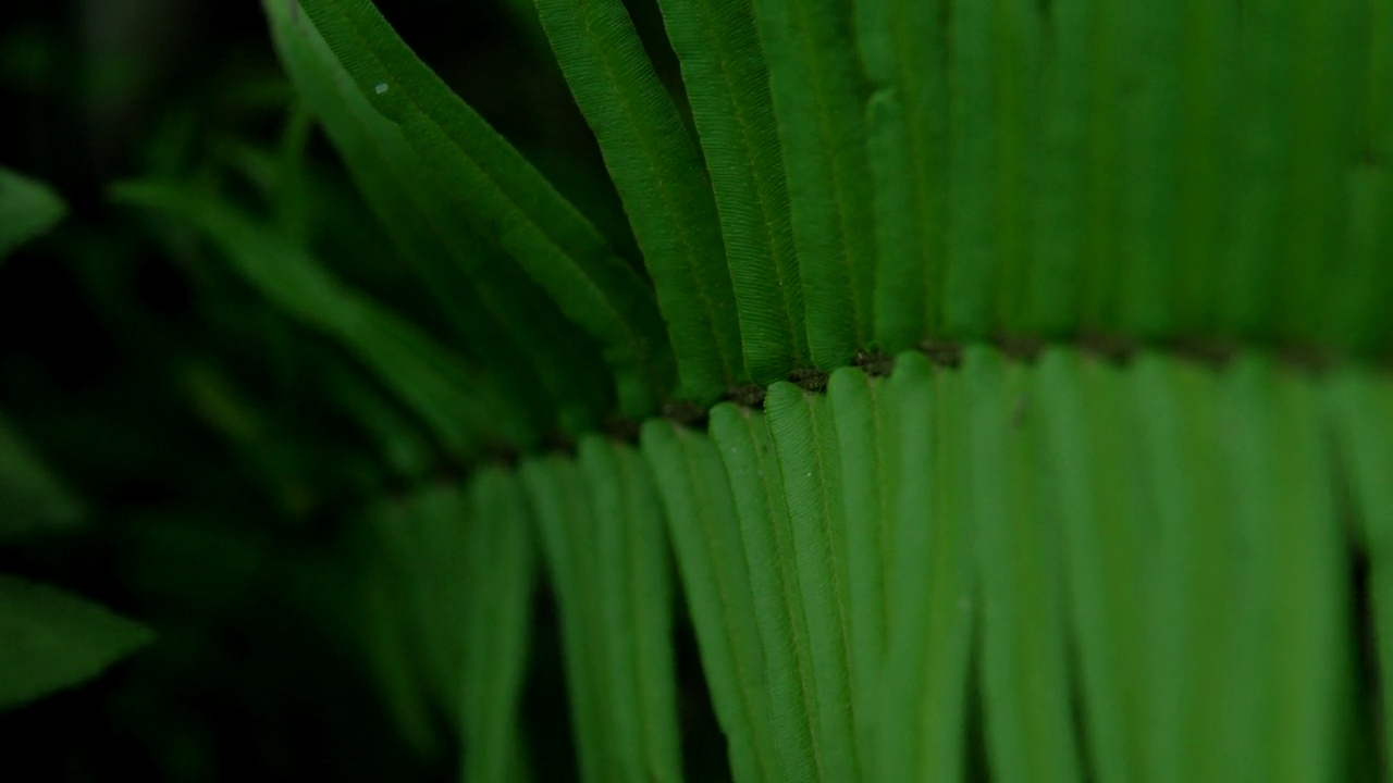 森林植物上生长的绿叶特写视频素材