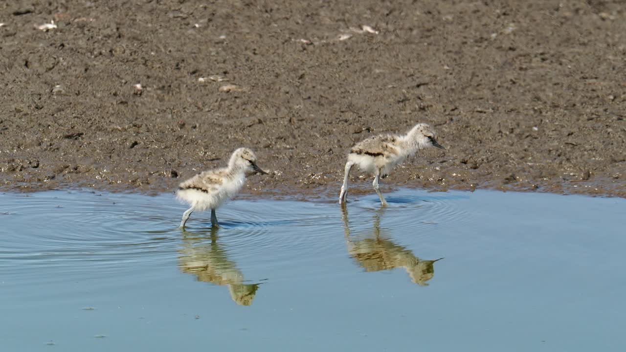 英国兰开夏郡Silverdale附近的Leighton Moss RSPB保护区，斑鳄梨，Recurvirostra小鸡。视频素材