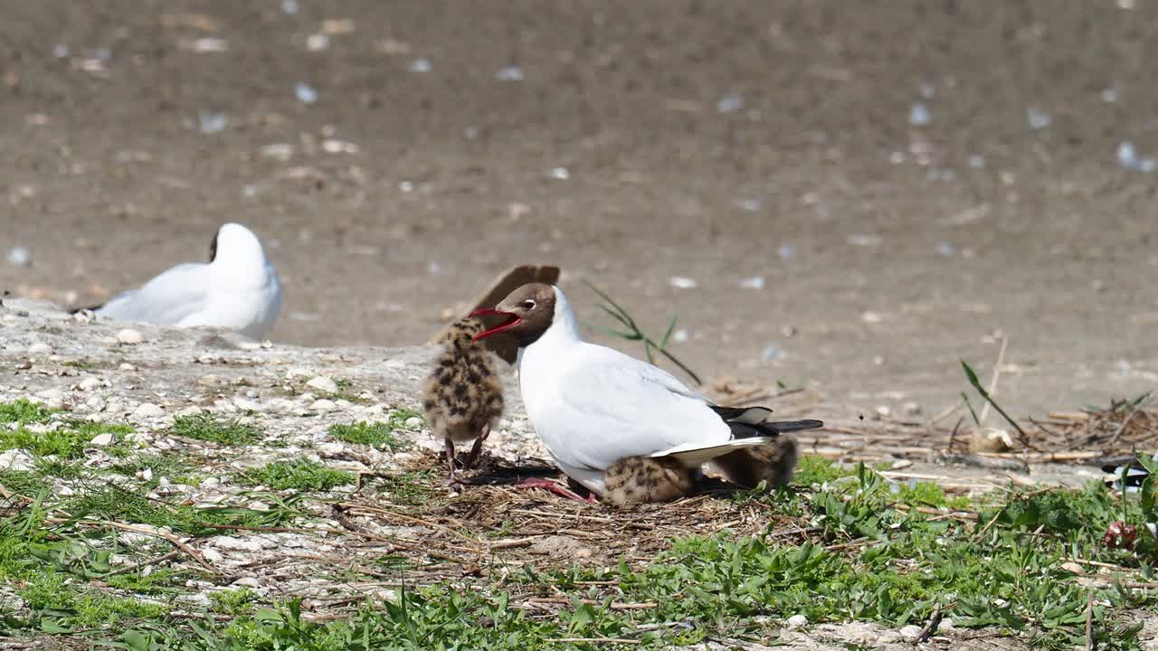 英国兰开夏郡西尔弗代尔附近的雷顿莫斯RSPB保护区，黑头鸥和雏鸟。视频素材