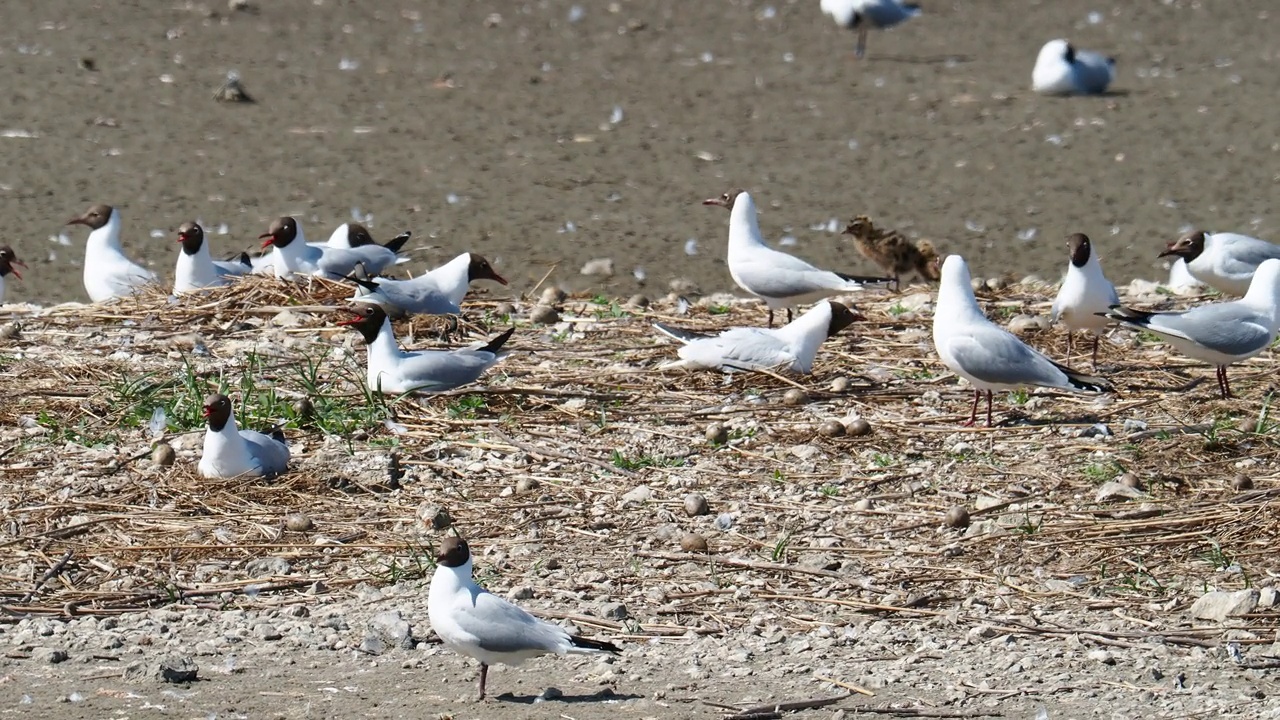 英国兰开夏郡西尔弗代尔附近的雷顿莫斯RSPB保护区，黑头鸥和雏鸟。视频素材