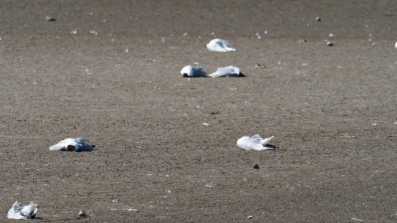 英国兰开夏郡Silverdale附近的Leighton Moss RSPB保护区，被禽流感杀死的黑头鸥，chricocephalus ridbundus。视频素材