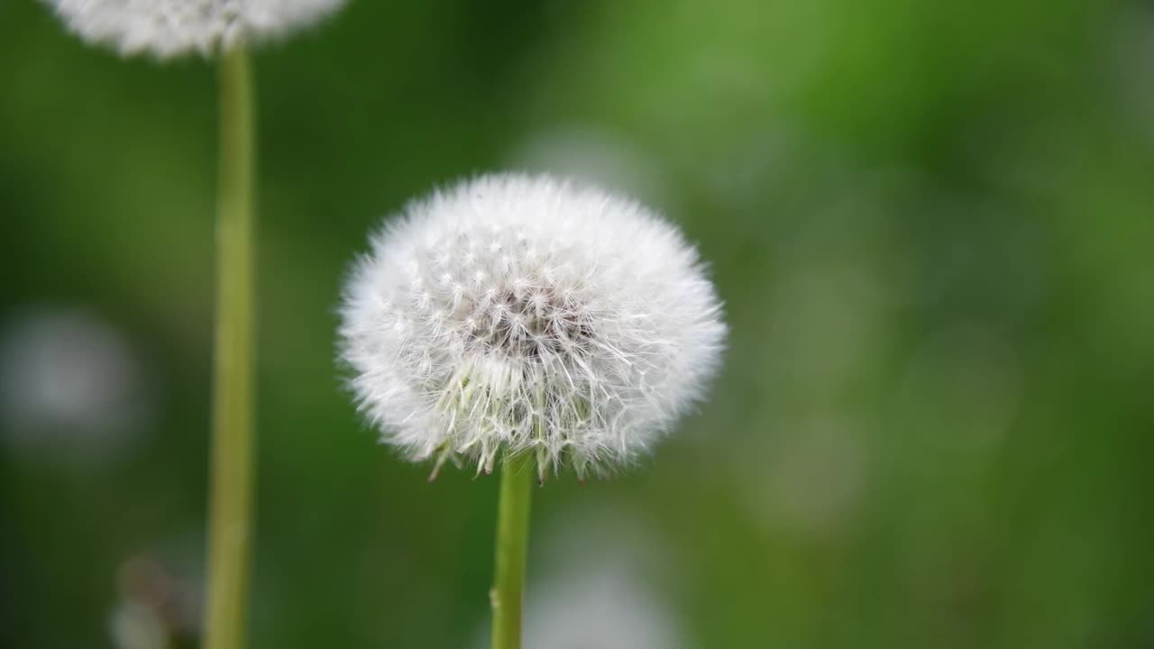 白色普通蒲公英时钟在绿色背景视频素材