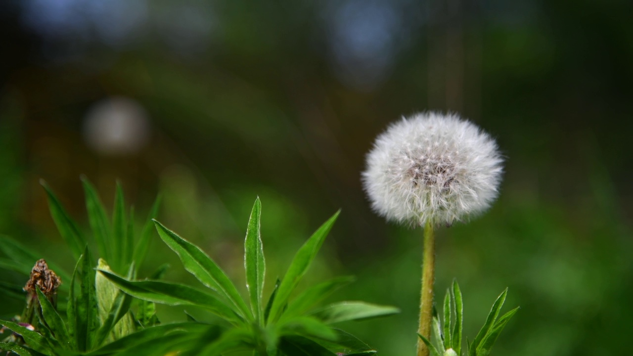 白色普通蒲公英时钟在绿色背景视频素材