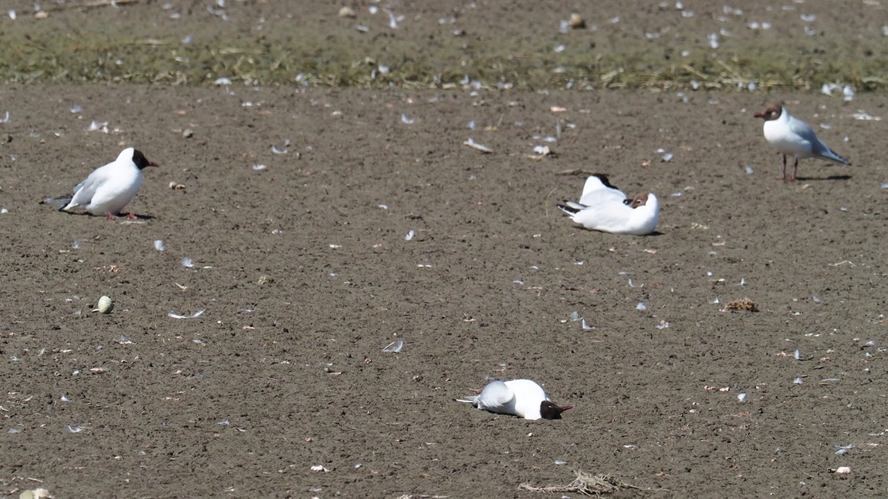 在英国兰开夏郡西尔弗代尔附近的雷顿莫斯RSPB保护区，死于禽流感的死亡和垂死的黑头鸥。视频素材