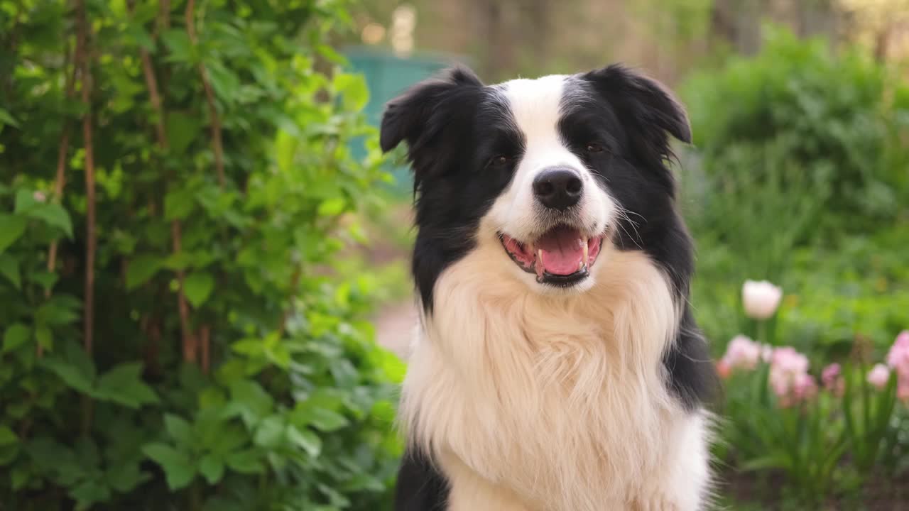 户外肖像可爱的微笑小狗边境牧羊犬坐在公园的背景。在阳光明媚的夏日里，小狗的脸很有趣。宠物护理和有趣的动物生活理念。视频素材