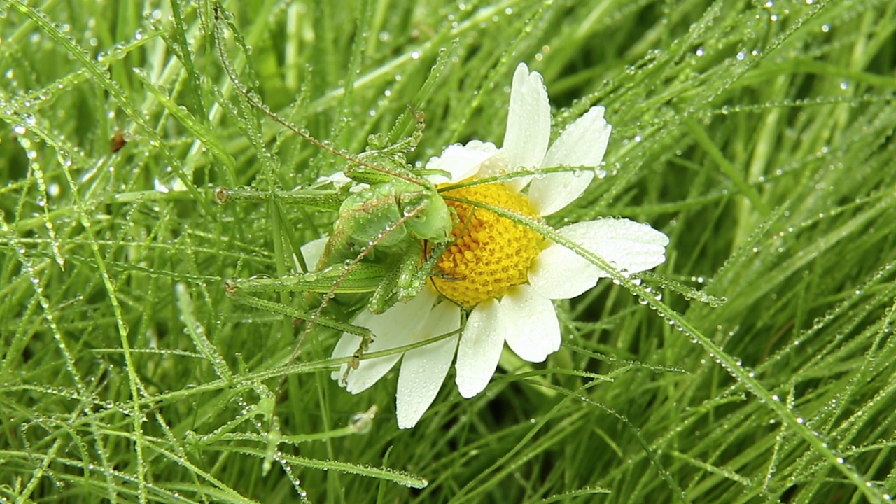 一只蚱蜢在喝一朵白花上的雨滴。雨后掠食性昆虫视频素材