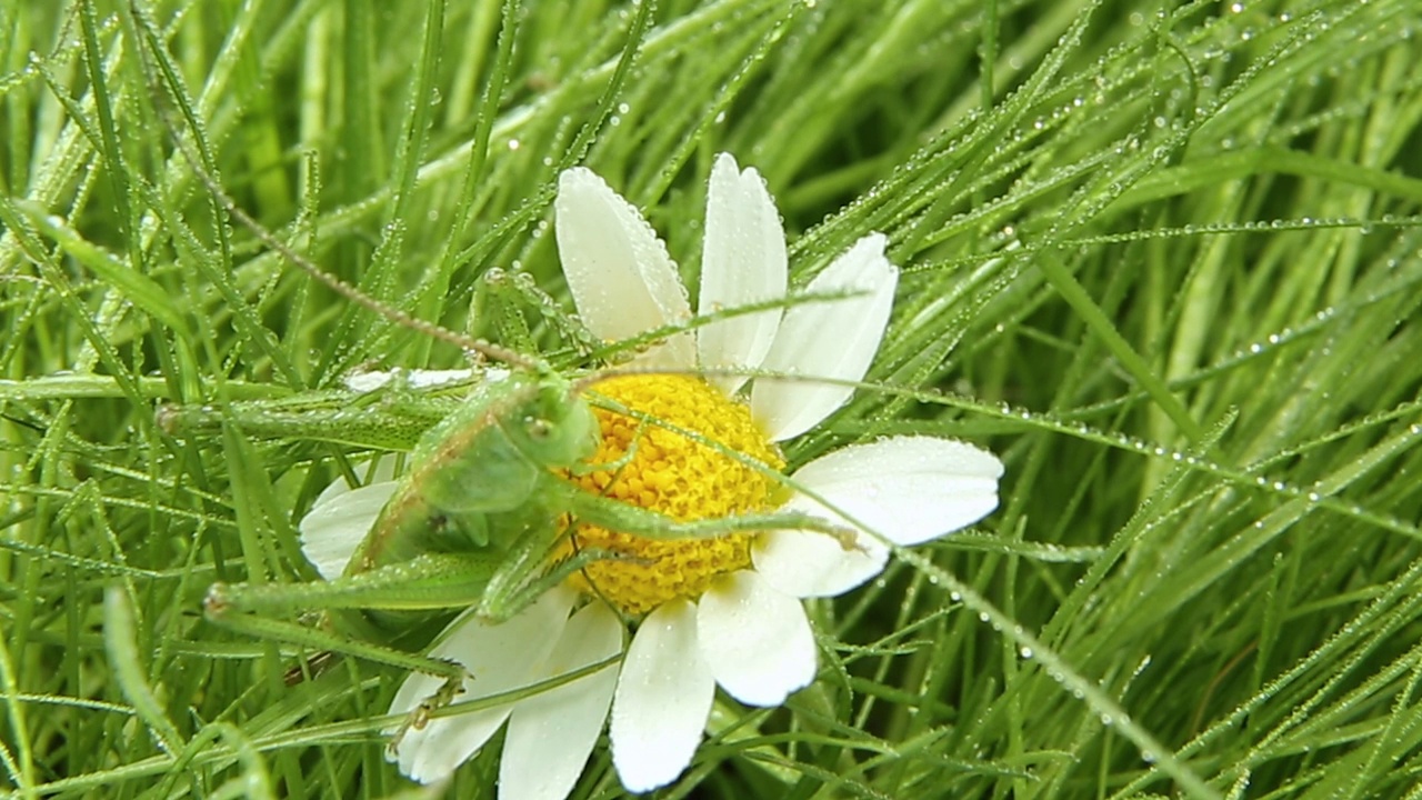 蚱蜢坐在一朵雏菊花上，也许在猜测爱不爱视频素材