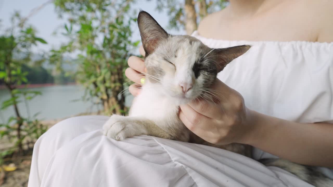 特写:一个女人在抓猫视频素材