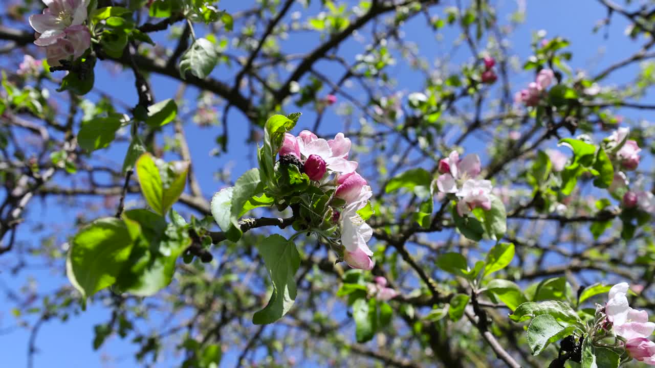 一棵枝叶绿、花红的小苹果树视频素材