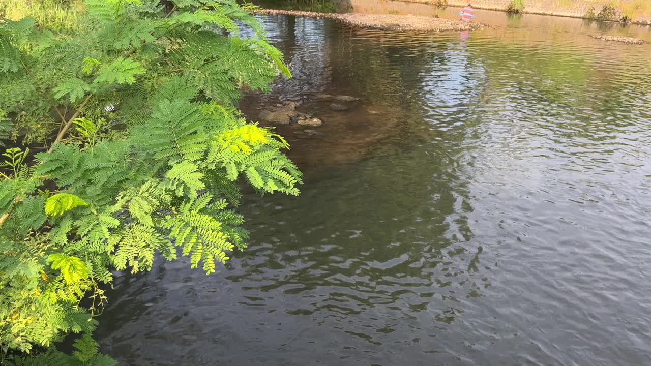 以绿色植物和河流为背景的景观。视频素材