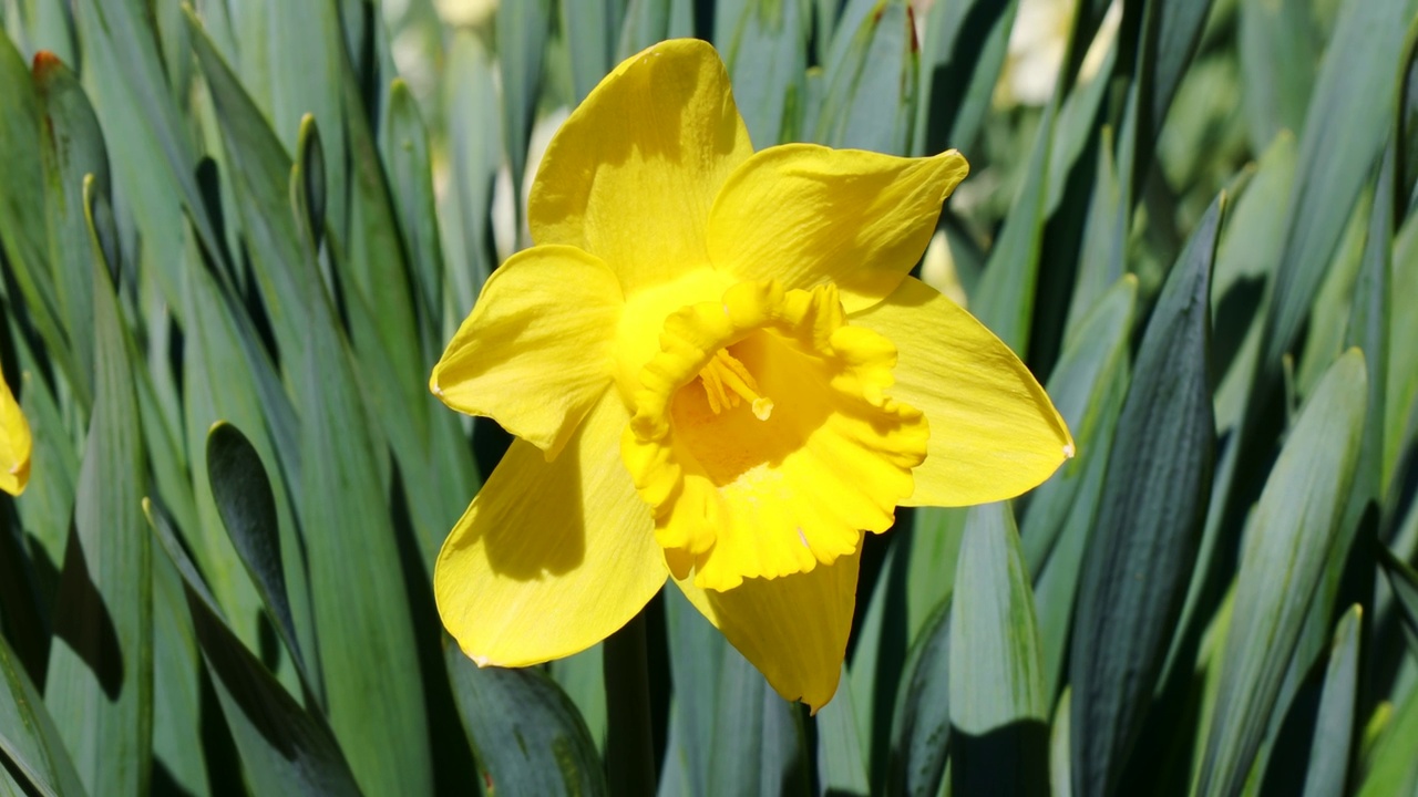 春天的花园，绿草背景上盛开着新鲜的黄色水仙花视频素材