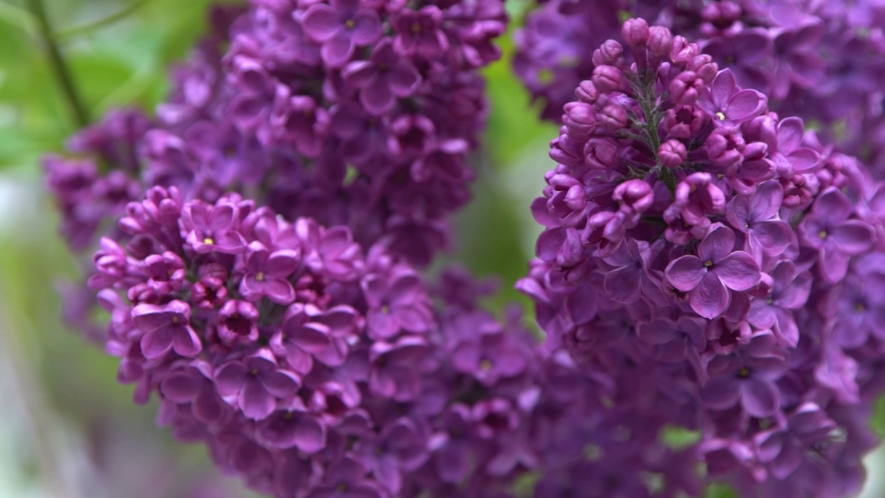 丁香花枝。花的背景，自然的春天。盛开的丁香花。春天的颜色。花瓣。植物区系。审美情绪。视频素材