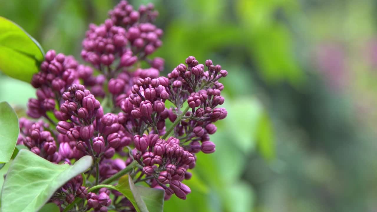 丁香花枝。花的背景，自然的春天。盛开的丁香花。春天的颜色。花瓣。植物区系。审美情绪。视频素材