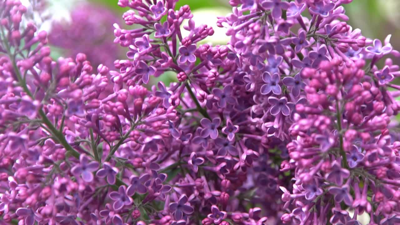 丁香花枝。花的背景，自然的春天。盛开的丁香花。春天的颜色。花瓣。植物区系。审美情绪。视频素材