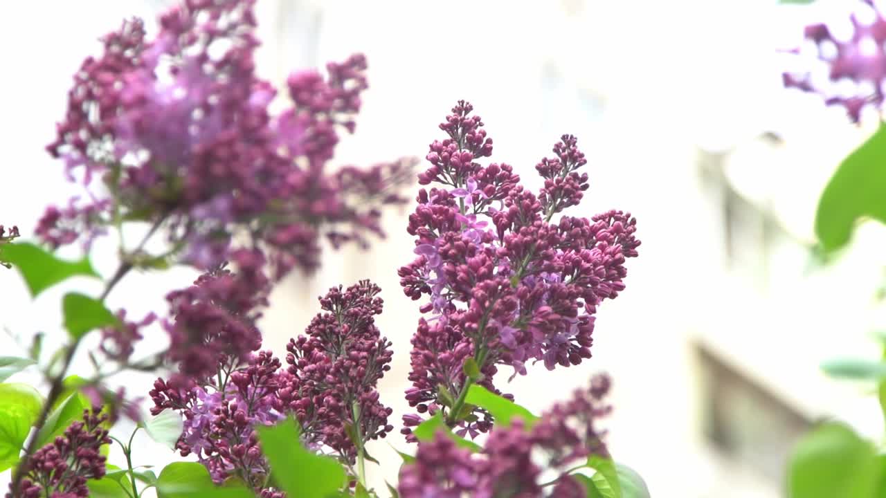 丁香花枝。花的背景，自然的春天。盛开的丁香花。春天的颜色。花瓣。植物区系。审美情绪。视频素材