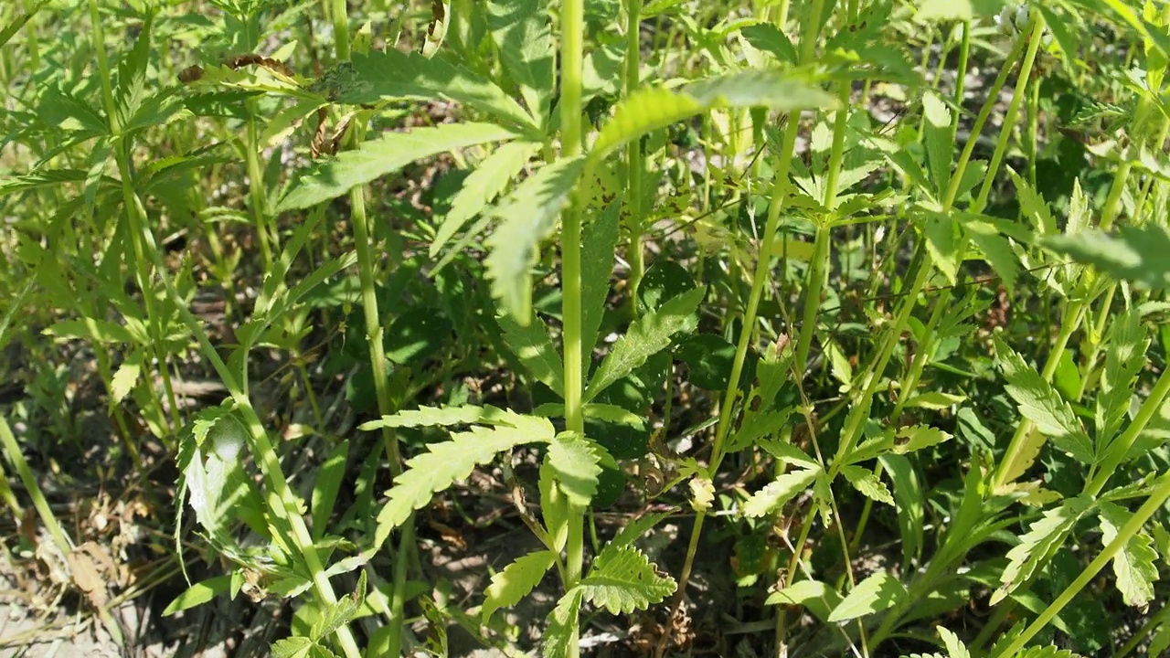 4k大麻视频。草本野地视频素材