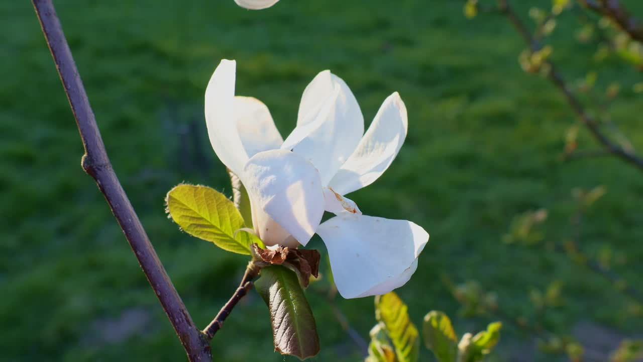 白玉兰御星花在春天的花园里，绿叶绿叶视频素材