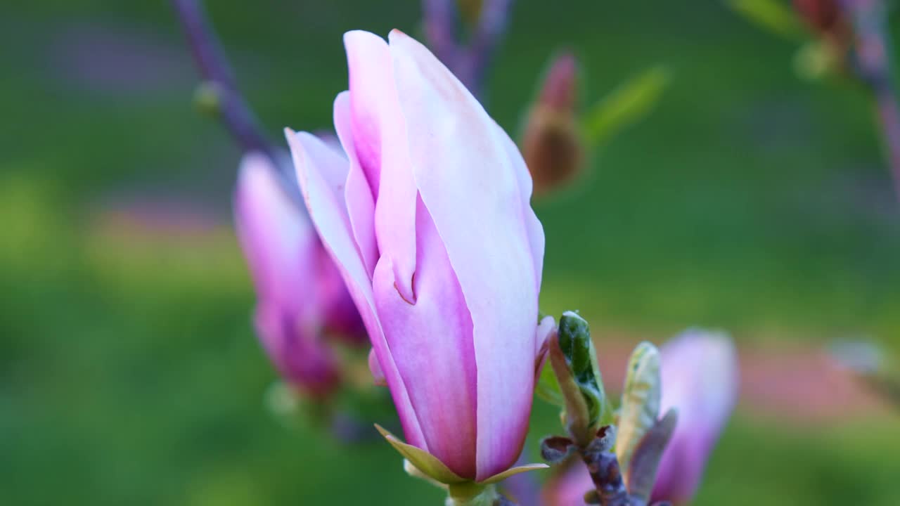 明亮的粉红色木兰乔治亨利克恩百合花与绿叶在春天的花园视频素材