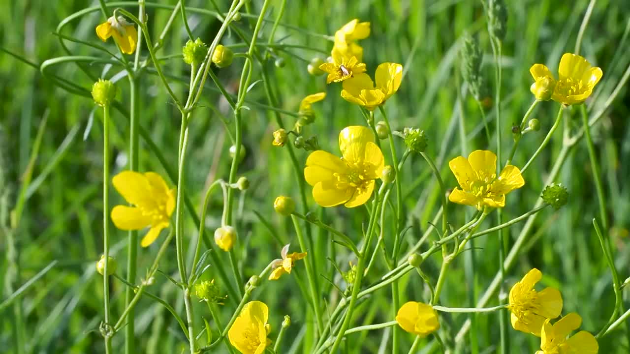 田野里的黄色毛茛，特写，夏天，多风视频素材