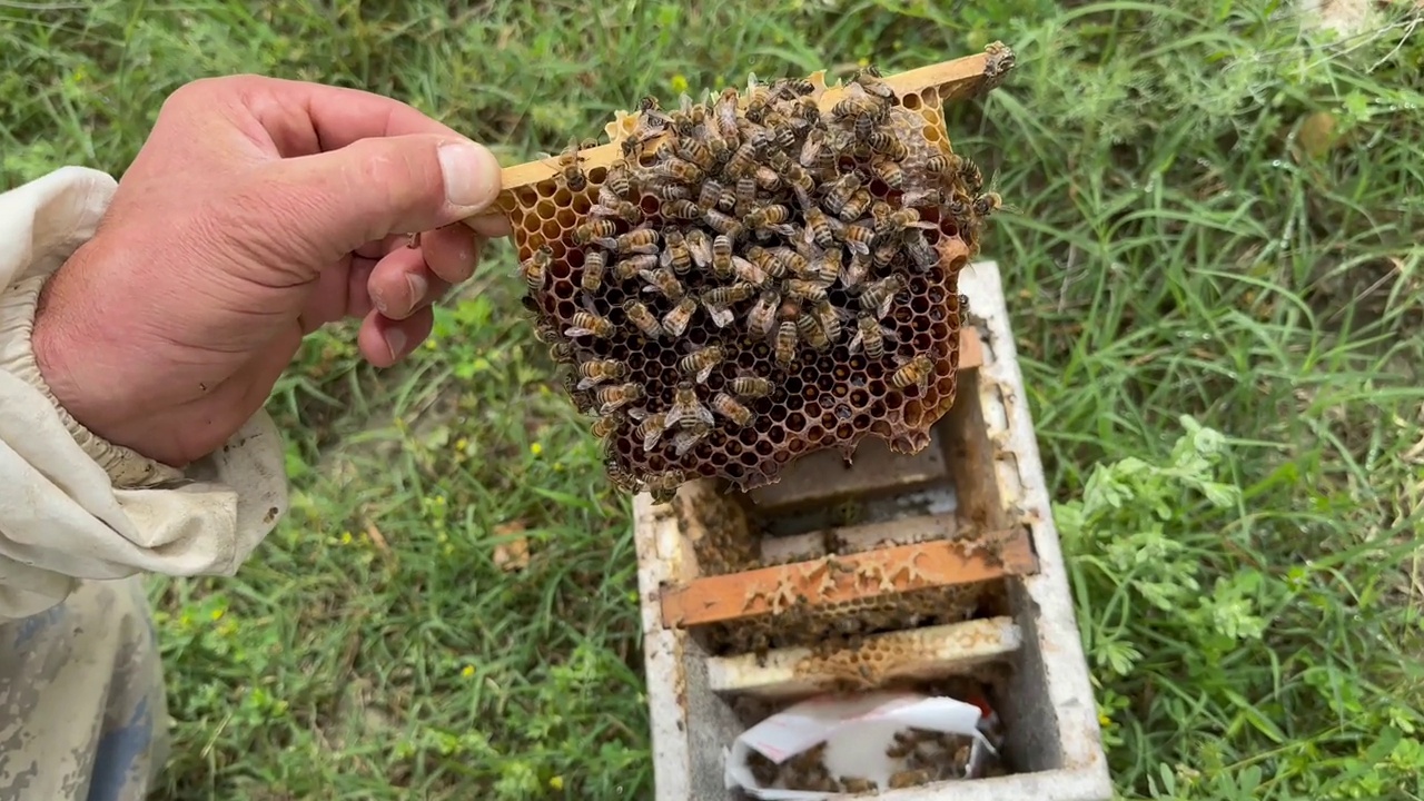 蜜蜂的特写镜头视频下载