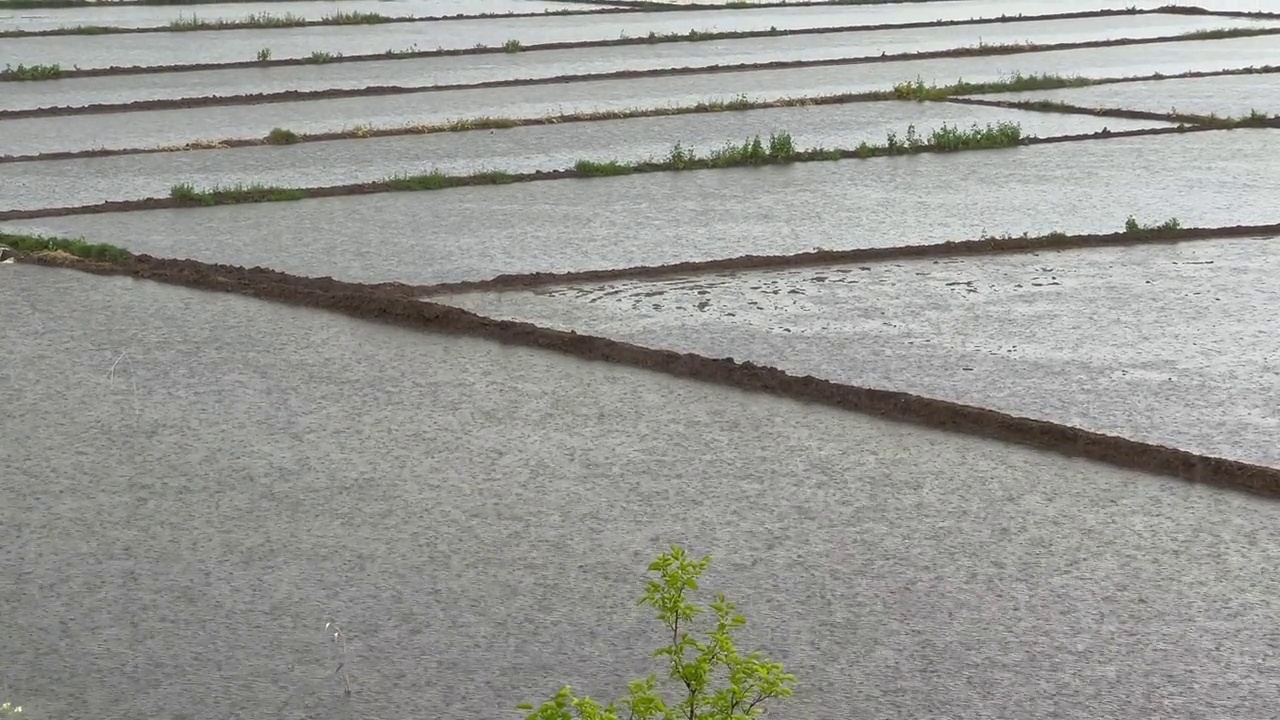 以水稻闻名的Çorum省Osmancık地区的灌溉稻田俯视图。视频素材