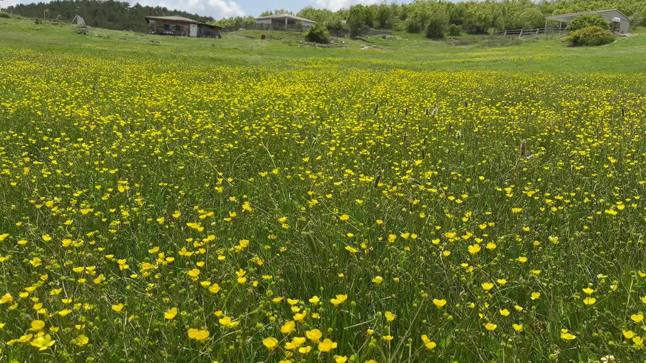 山顶上高原上野花的形象视频下载