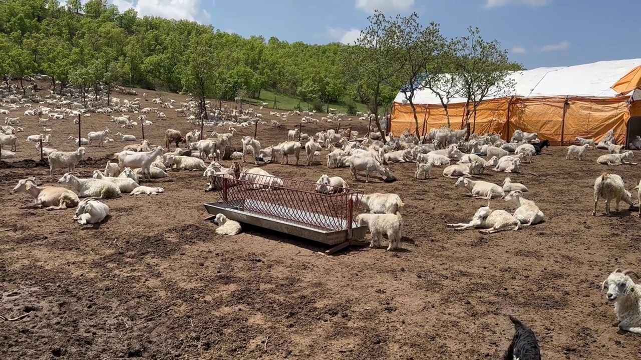 山羊和孩子的形象在森林地区建立的动物农场中传播开来视频素材