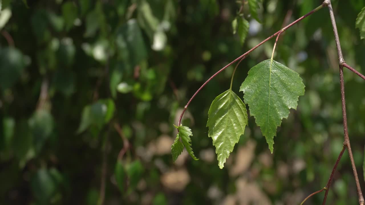 桦树树枝在风中摇曳视频素材