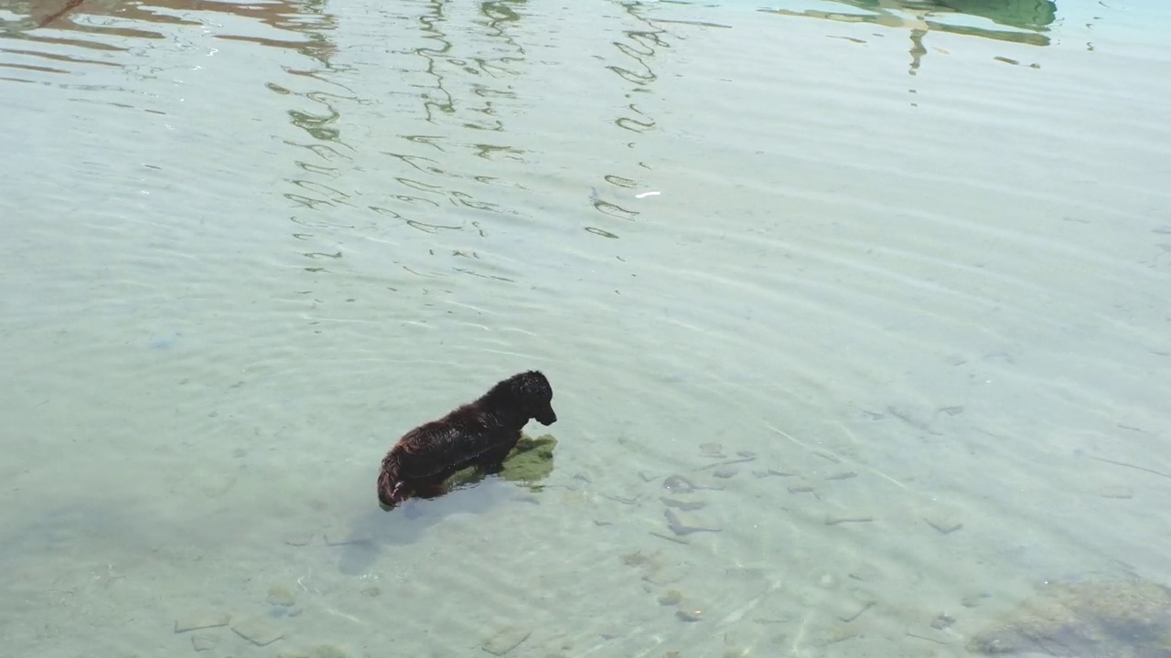 水里的狗视频素材