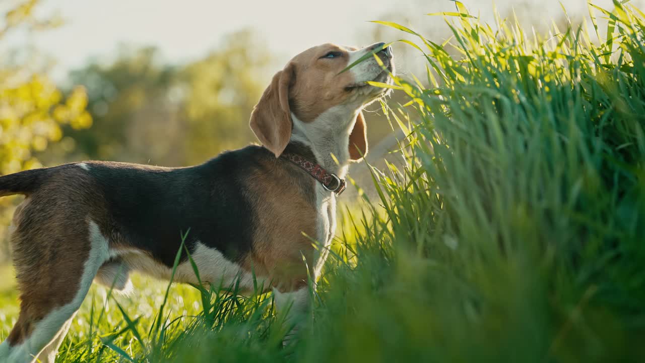 可爱的小猎犬在吃新鲜的青草。美丽的狗在大自然中散步。视频素材