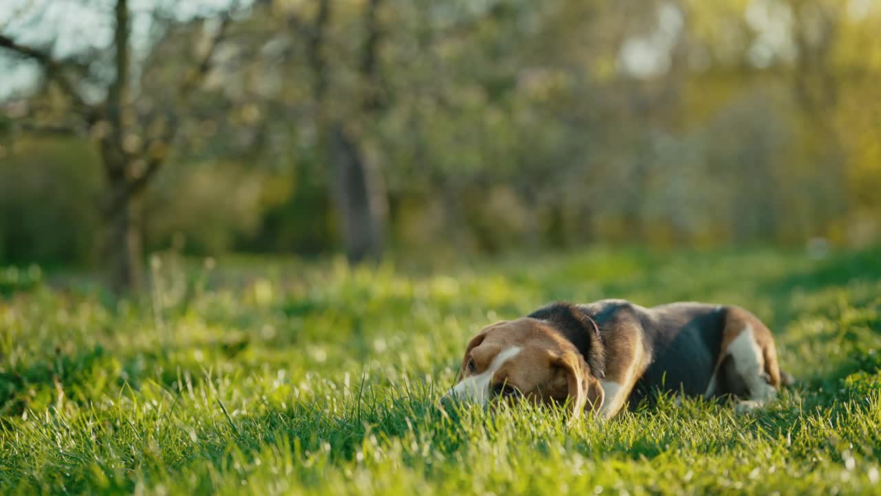 可爱的小猎犬在吃新鲜的青草。美丽的狗在大自然中散步。视频素材