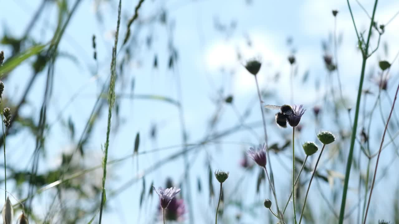 大黄蜂的春天突袭视频素材