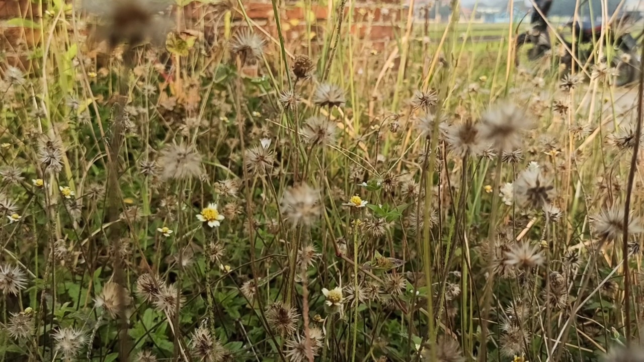 小花视频素材