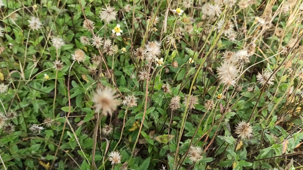 小花视频素材