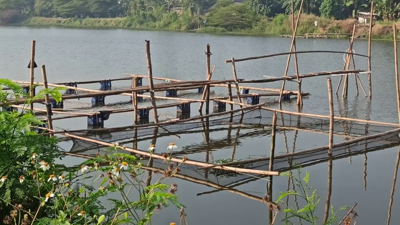 淡水鱼养殖场视频素材