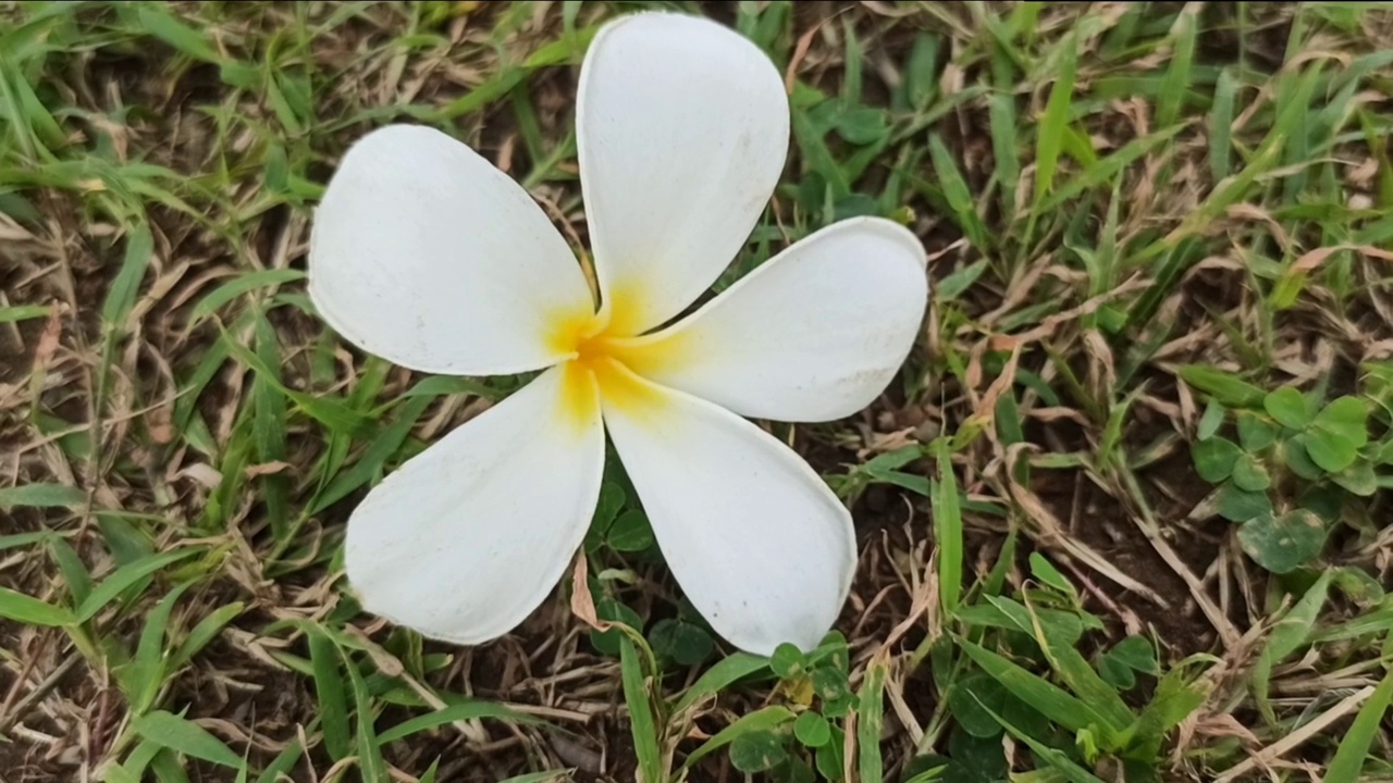 鸡蛋花花视频素材