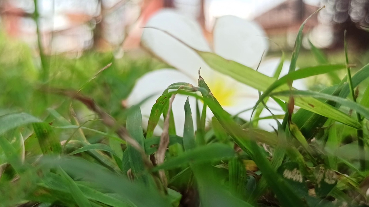 鸡蛋花花视频素材