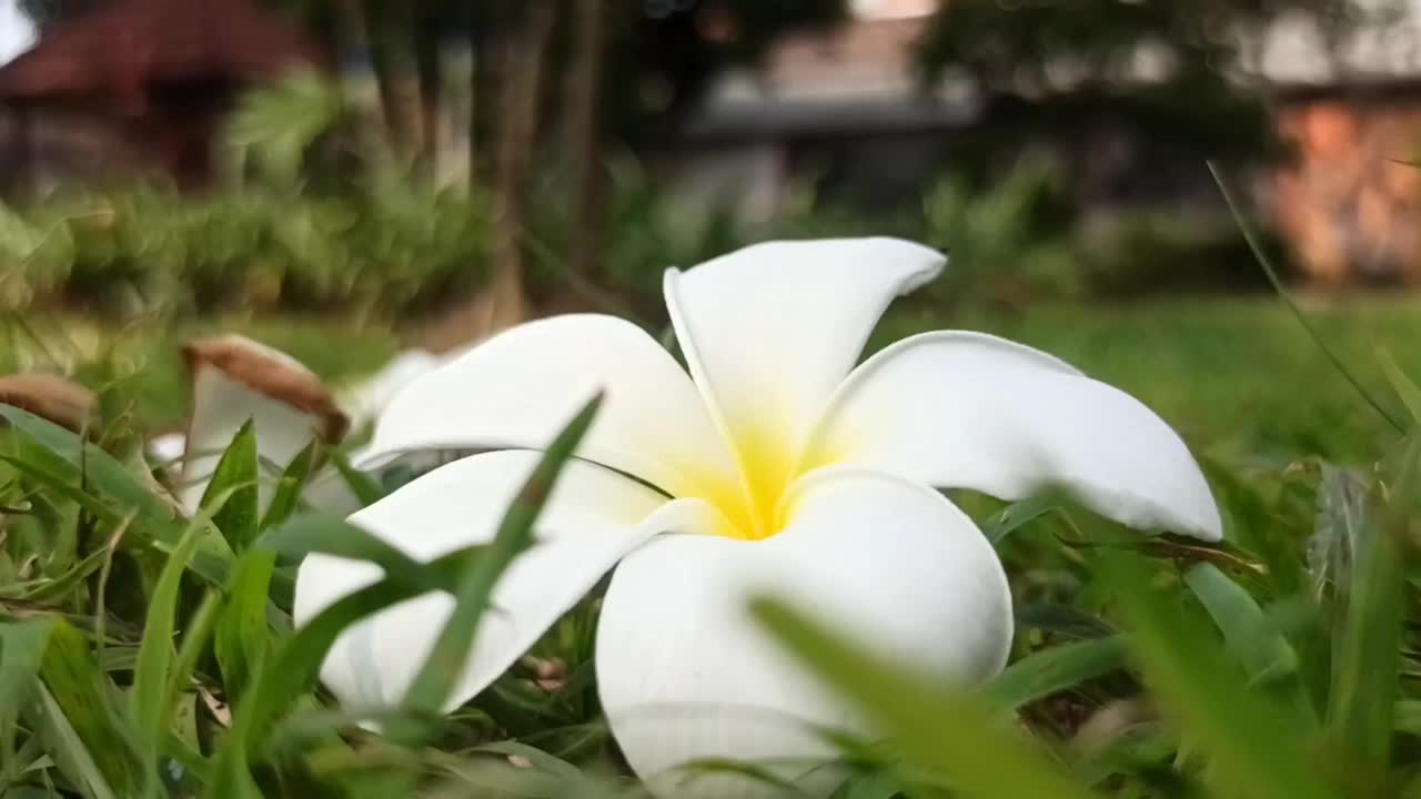 鸡蛋花花视频素材