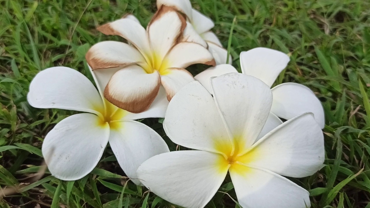 鸡蛋花花视频素材