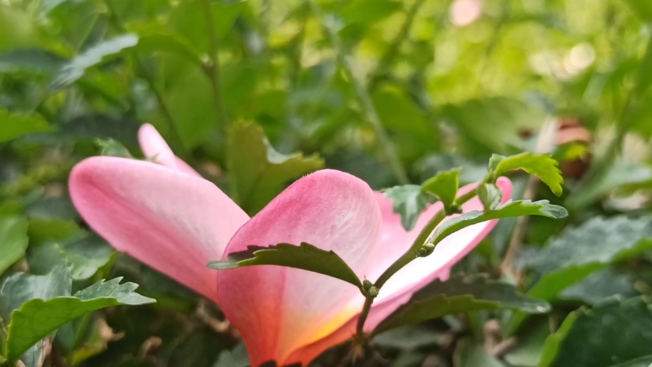 鸡蛋花花视频素材