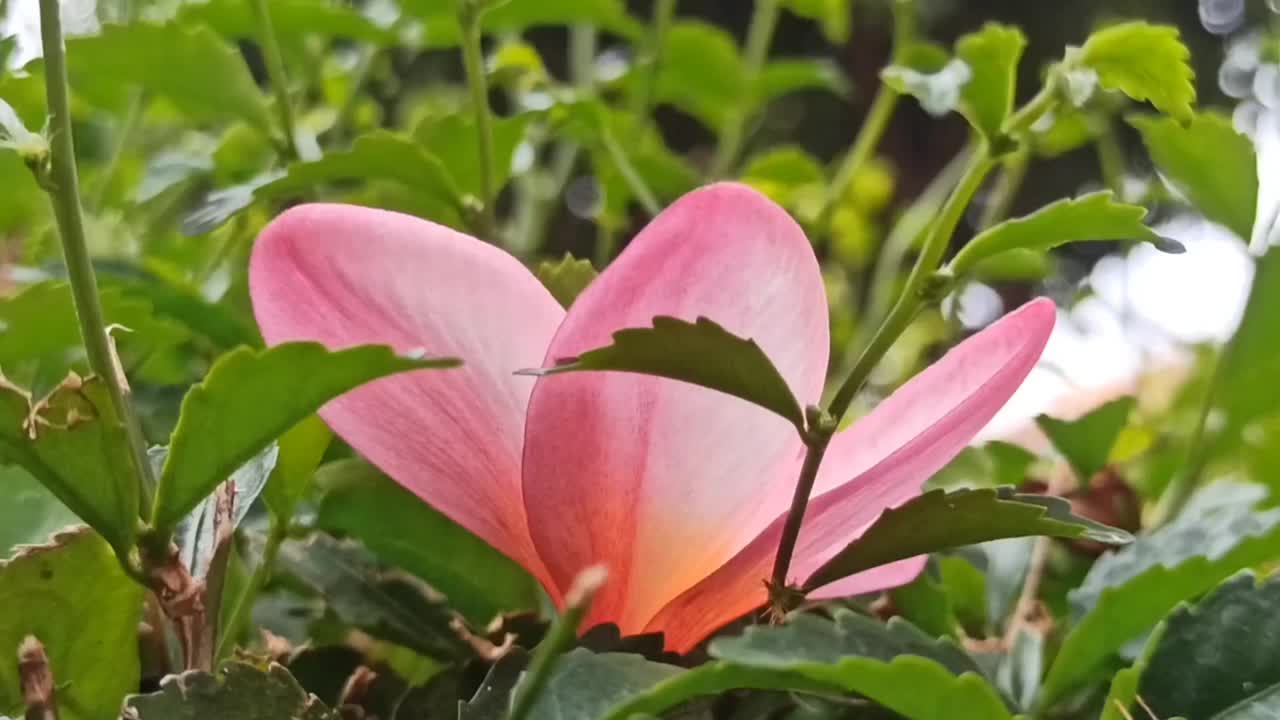 鸡蛋花花视频素材