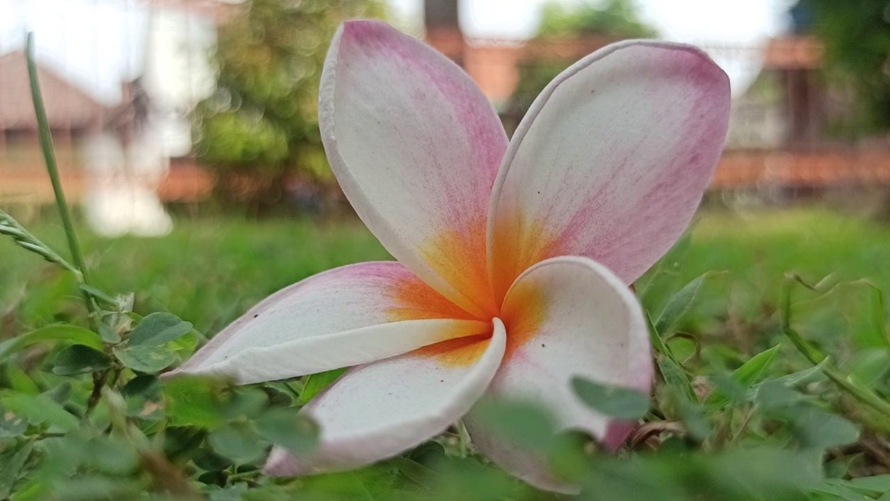 鸡蛋花花视频素材