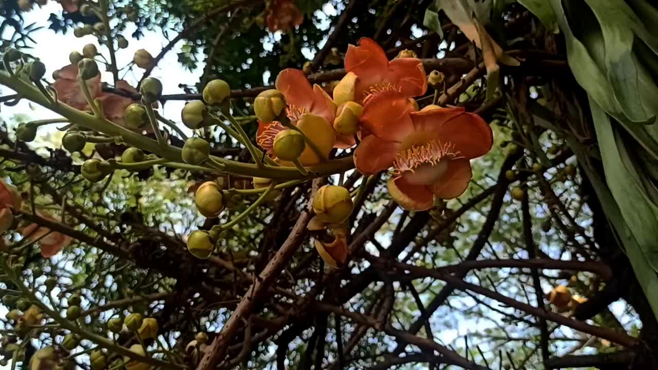 橘色花视频素材