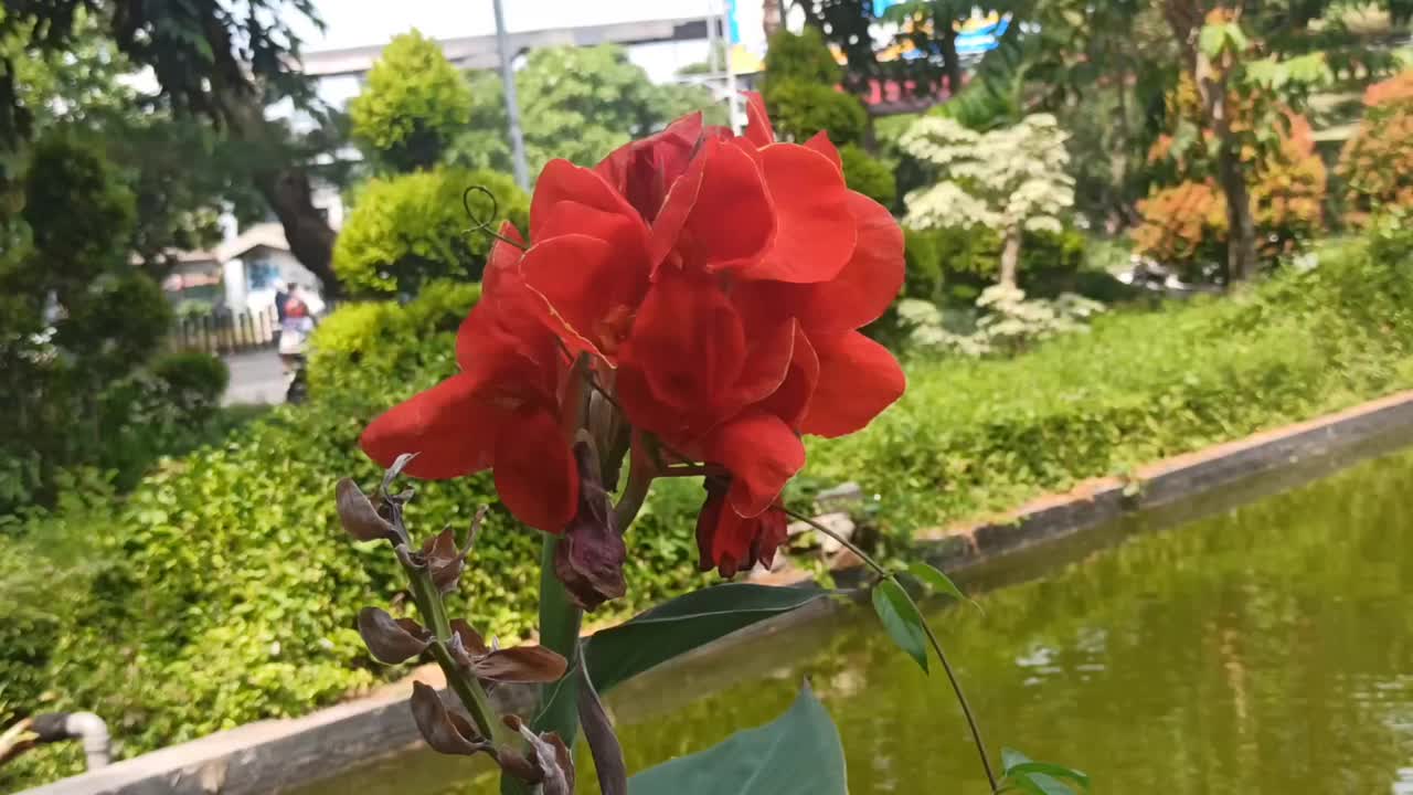 红色的花视频素材