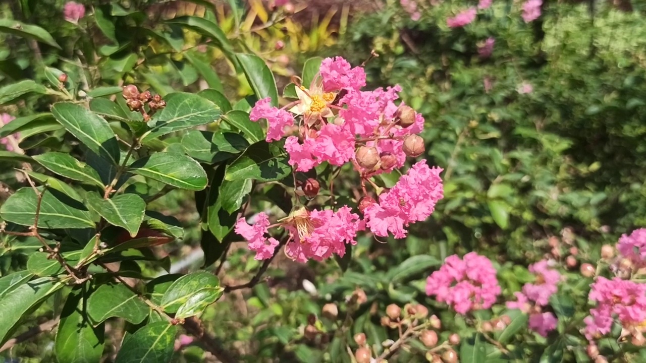 粉红色的花视频素材