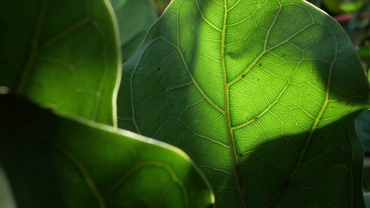 近距离看树叶，阳光透过树叶照进来。绿叶微距在夏日太阳光线上与散景闪光背景阳光视频素材