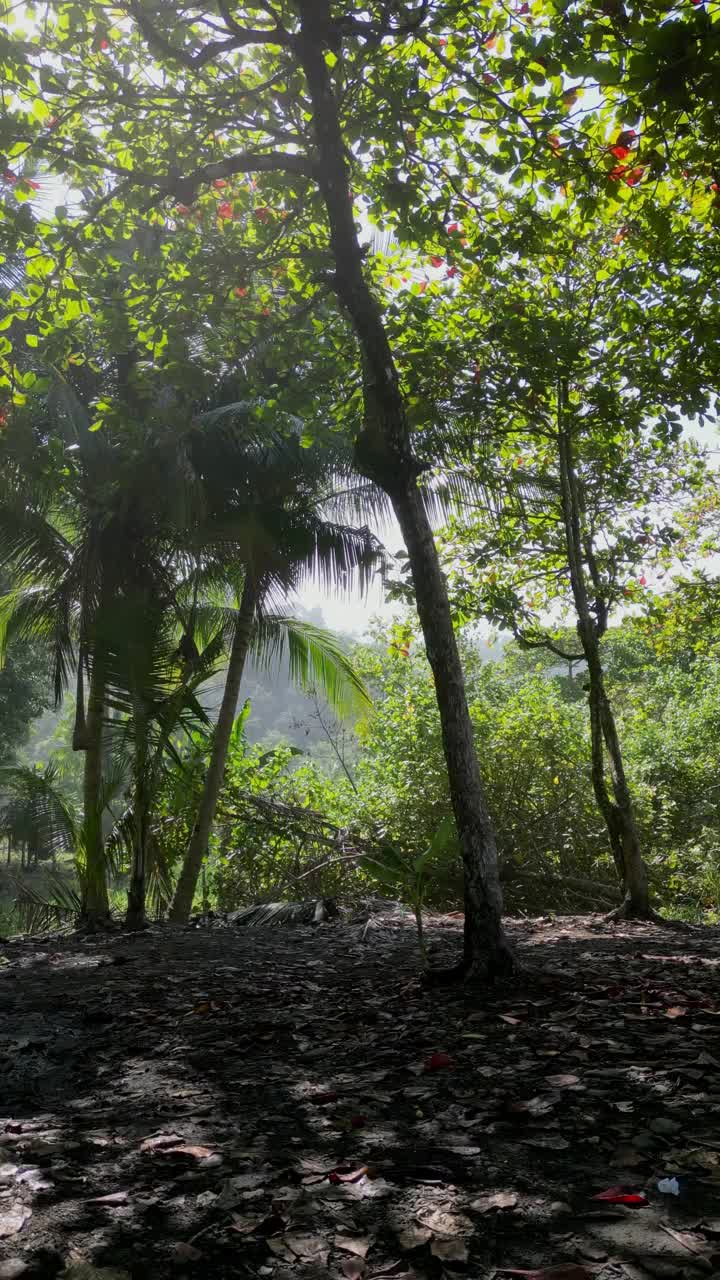 在公园的夕阳下，通过棕榈树、灌木丛和草地拍摄的景观镜头视频素材