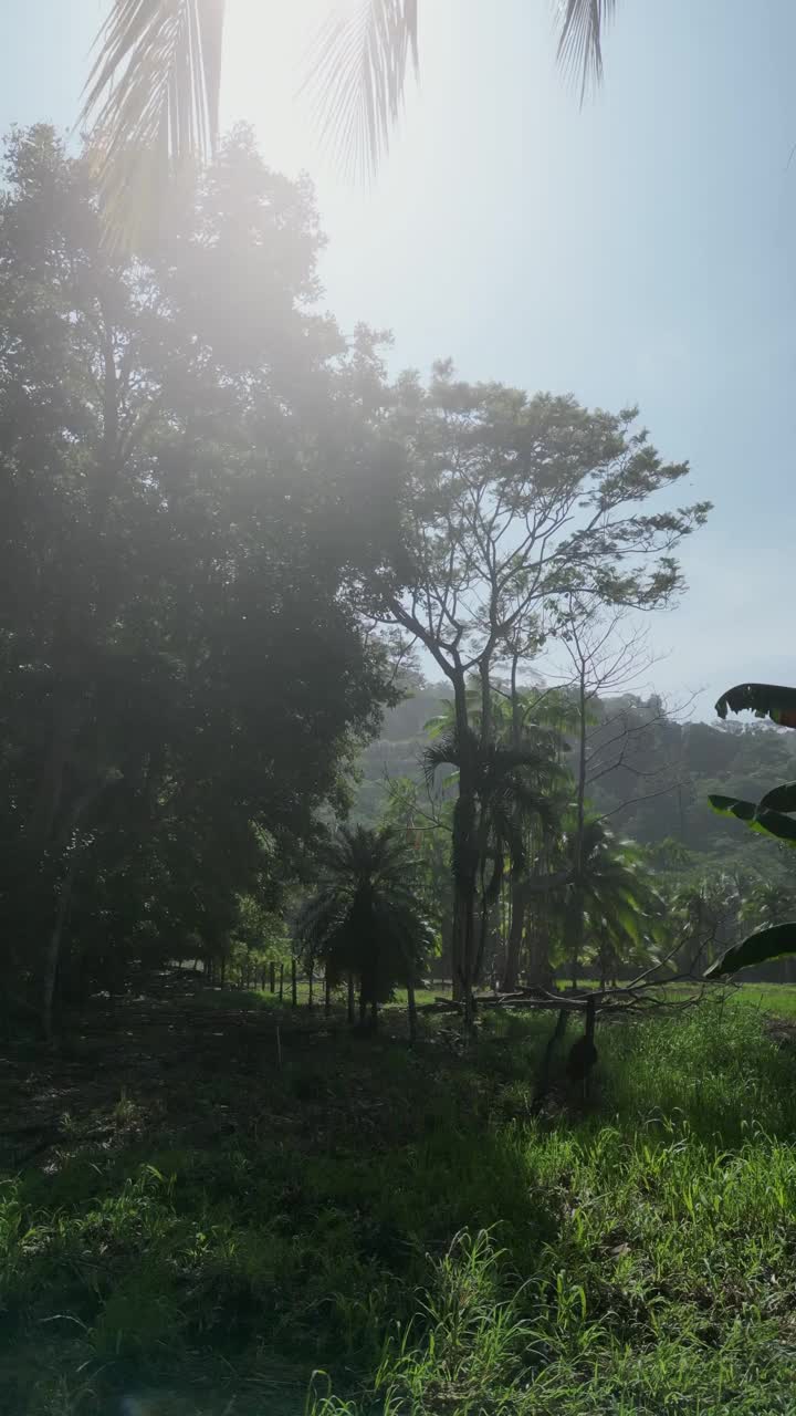 垂直拍摄的棕榈树，灌木和草地在夕阳下的花园视频素材